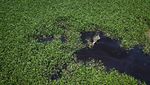 Gulma Pembuat Cuan, Eceng Gondok Diolah Jadi Kerajinan