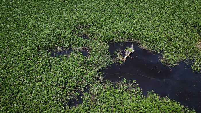Dari Gulma Jadi Cuan, Eceng Gondok Disulap Jadi Bahan Kerajinan Warga membawa tanaman eceng gondok untuk dijemur di Pakuhaji, Kabupaten Tangerang, Banten, Rabu (1/10/2025). Tanaman gulma tersebut dijual oleh warga setempat kepada perajin sebagai bahan baku produksi kerajinan tangan dengan harga Rp500 per kilogram untuk eceng gondok basah dan Rp6.000 per kilogram untuk eceng gondok kering. ANTARA FOTO/Putra M. Akbar/foc.