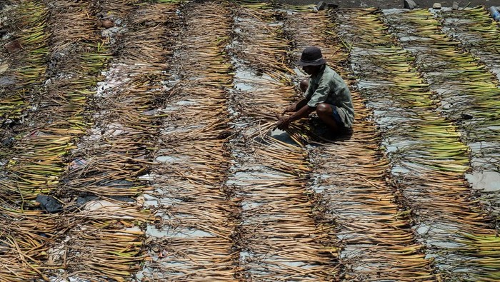 Warga membawa tanaman eceng gondok untuk dijemur di Pakuhaji, Kabupaten Tangerang, Banten, Rabu (1/10/2025). Tanaman gulma tersebut dijual oleh warga setempat kepada perajin sebagai bahan baku produksi kerajinan tangan dengan harga Rp500 per kilogram untuk eceng gondok basah dan Rp6.000 per kilogram untuk eceng gondok kering. ANTARA FOTO/Putra M. Akbar/foc.