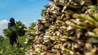 Eceng gondok yang dijemur dijual Rp500 per kilogram untuk kondisi basah dan Rp6.000 per kilogram setelah kering, menjadi sumber pendapatan warga. Foto: ANTARA FOTO/Putra M. Akbar
