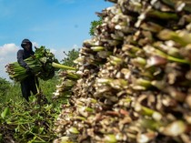 Gulma Pembuat Cuan, Eceng Gondok Diolah Jadi Kerajinan