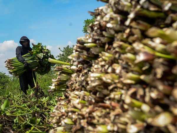 Gulma Pembuat Cuan, Eceng Gondok Diolah Jadi Kerajinan