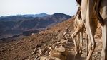 Menyusuri Gunung Sinai, Saksi Bisu Turunnya Wahyu Allah kepada Nabi Musa