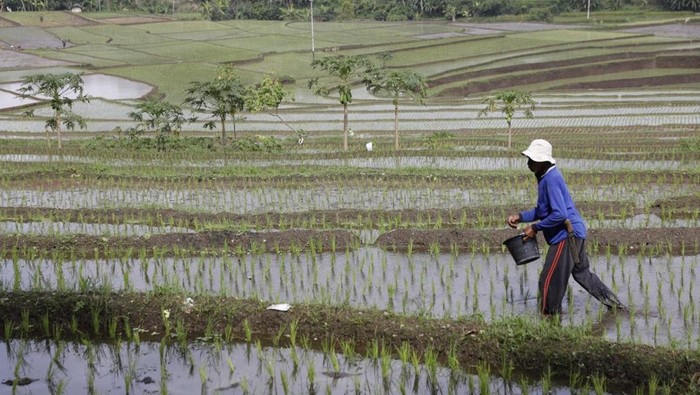 Ilustrasi petani
