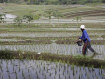 Kesejahteraan Petani Kian Meningkat, NTP September Tembus 124,36
