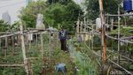 Lahan Tidur Disulap Jadi Kebun Pangan Warga Tanah Abang
