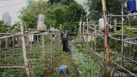 Kelompok tani tersebut memanfaatkan lahan tidur seluas 600 meter persegi untuk bercocok tanam. 