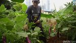 Lahan Tidur Disulap Jadi Kebun Pangan Warga Tanah Abang