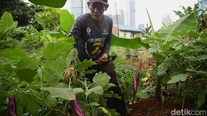 Lahan Tidur Disulap Jadi Kebun Pangan Warga Tanah Abang Paryadi, warga Karet Tengsin, Tanah Abang, merawat tanaman sayuran di lahan Kelompok Tani Taruna Jaya, Jakarta Pusat.