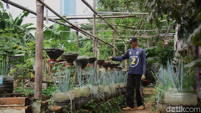 Paryadi, warga Karet Tengsin, Tanah Abang, merawat tanaman sayuran di lahan Kelompok Tani Taruna Jaya, Jakarta Pusat.