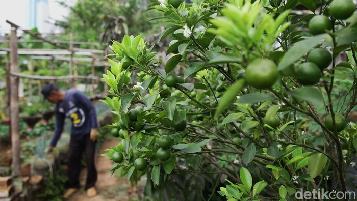 Lahan Tidur Disulap Jadi Kebun Pangan Warga Tanah Abang Paryadi, warga Karet Tengsin, Tanah Abang, merawat tanaman sayuran di lahan Kelompok Tani Taruna Jaya, Jakarta Pusat.