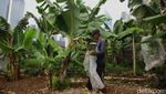 Lahan Tidur Disulap Jadi Kebun Pangan Warga Tanah Abang