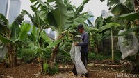 Hasil panennya kemudian dibagikan gratis kepada masyarakat sebagai upaya memperkuat ketahanan pangan.