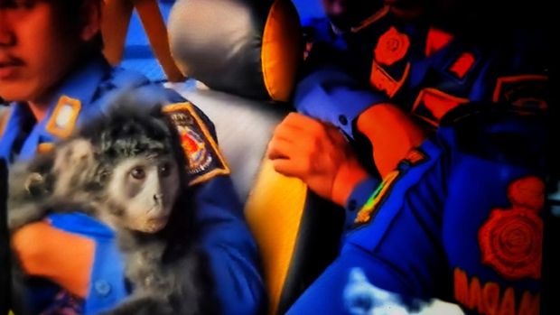 Lutung Gunung Jayanti.