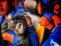 Dua Lutung Bernasib Tak Beruntung di Sukabumi