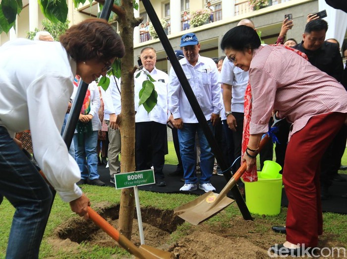 Megawati Soekarnoputri menanam pohon bodhi di UGM, Rabu (1/10/2025).