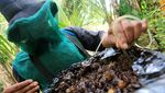 Peternak Aceh Barat Raup Untung dari Panen Madu Kelulut