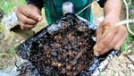 Peternak Aceh Barat Raup Untung dari Panen Madu Kelulut