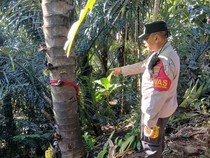 Pernah Potong Kelamin, Pria Lombok Tewas Tergantung di Pohon Aren