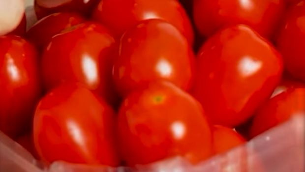 Asty Ananta usaha tomat cherry Asty Ananta usaha tomat cherry