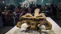 Fosil Java Man ditemukan Eugène Dubois pada 1891 di Trinil, Ngawi, Jawa Timur. Pengembalian fosil dilakukan bertahap. 