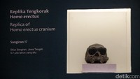 Fosil ini mencakup Homo erectus atau Java Man. Koleksi ini selama lebih dari satu abad tersimpan di Belanda sejak dibawa pada masa kolonial.