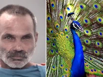 Masak dan Makan Burung Merak, Pria Ini Langsung Ditangkap Polisi