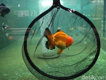 Menjaring Hoki dengan Ikan Koki
