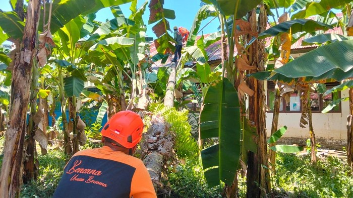 Pohon kelapa tumbang timpa ruang kelas SD Negeri 14 Samangki, Maros.