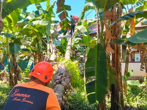 Pohon Kelapa Tumbang Timpa Ruang Kelas SD di Maros, 5 Siswa Luka