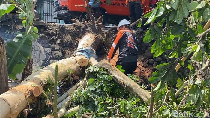 Pohon tumbang di Blitar