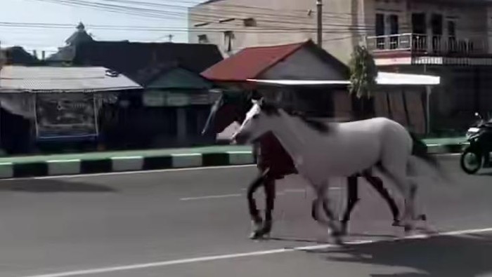 Sepasang kuda di Jalan Jogja-Solo, Ceper, Klaten, Kamis (2/10/2025).
