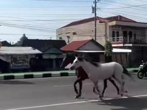 Viral Sepasang Kuda Lari Santuy di Jalan Raya Solo-Jogja, Punya Siapa?