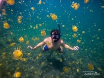 Sombori, Surganya Wisata Berenang Bareng Ubur-ubur di RI