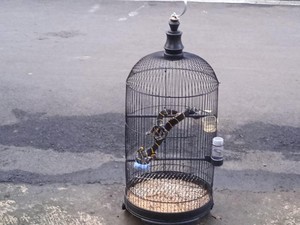 Kagetnya Warga Banyumas Burung Kenari di Kandang Berubah Jadi Ular