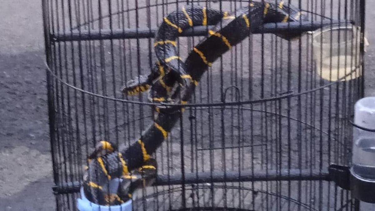 Devor pornosida kamming fallus