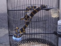 Kagetnya Sukarjo Saat Burung Kesayangan Jadi Cincin Emas