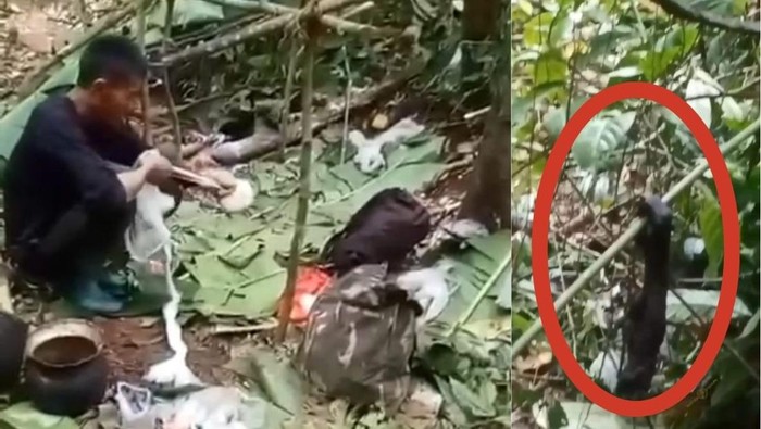 Video viral memperlihatkan bagian tangan diduga orang utan.