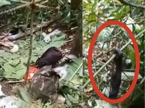 Viral Potongan Tangan Diduga Orang Utan untuk Dimakan, Ini Kata BKSDA Kaltim