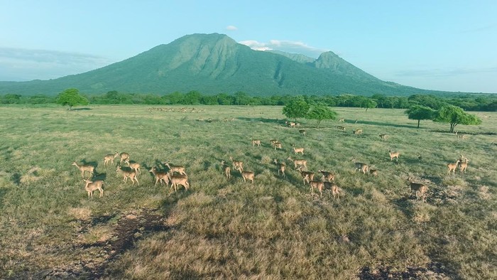 Daya Tarik Taman Nasional Baluran