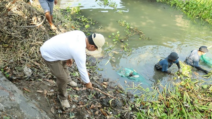 Dinas Lingkungan Hidup (DLH) membersihkan eceng gondok di Sungai Afvoer Kemambang