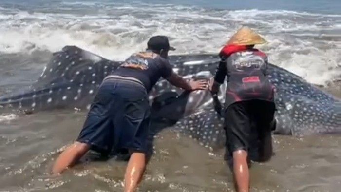 Evakuasi hiu paus yang terdampak di Trenggalek.