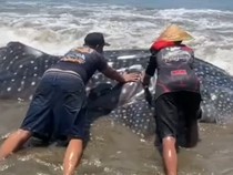 Momen Warga Selamatkan Hiu Paus yang Terdampar di Pantai di Trenggalek