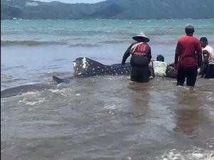 Video: Hiu Paus Terdampar di Pantai Cengkrong Trenggalek