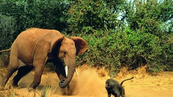 Konfrontasi antara Gajah Afrika dan Babon Foto: Discoverwildlife