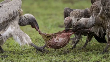 Burung nasar punggung putih mengais-ngais perut rusa liar di Maasai Mara. Foto: Discoverwildlife