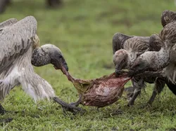 Potret Satwa Liar Paling Brutal: Momen Ganas yang Tertangkap Kamera