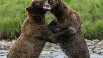 Dua beruang dewasa Alaska Brown terlibat pertarungan sengit di sepanjang sungai Foto: Discoverwildlife