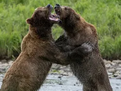 Potret Satwa Liar Paling Brutal: Momen Ganas yang Tertangkap Kamera