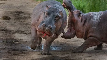 Dua kuda nil, Hippopotamus amphibius, bertarung satu sama lain di darat, satu dengan rahang terbuka lebar, yang lain dengan mulut dan sisi tubuh berlumuran darah. Foto: Discoverwildlife
